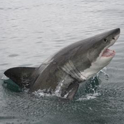 The Great White shark