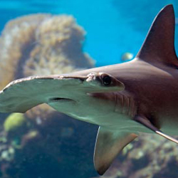 Hammerhead shark