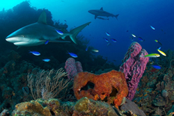 Sharks Reef Bahamas Mural