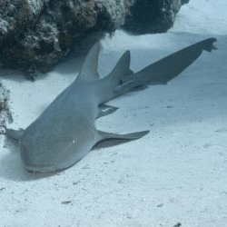 Nurse shark