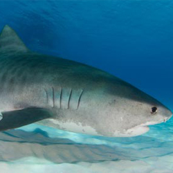 Tiger Shark