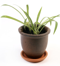 Spider plant