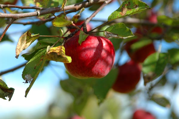 Johnny-Appleseed