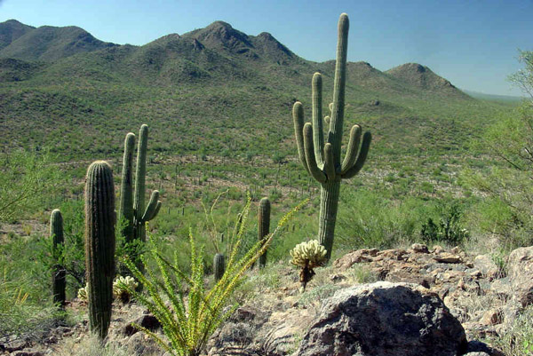Arizona-Sonora Desert Museum