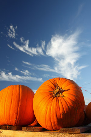 Georgia pumpkin patches