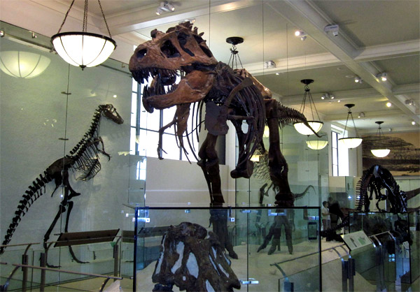 Dinosaur museum exhibit