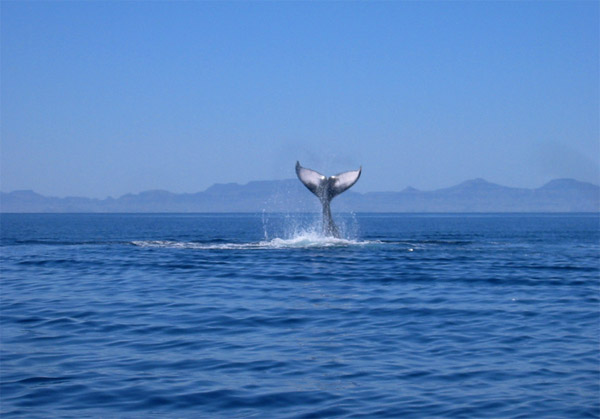 Just a fluke - Whale