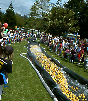 Ducky Derby in Santa Cruz