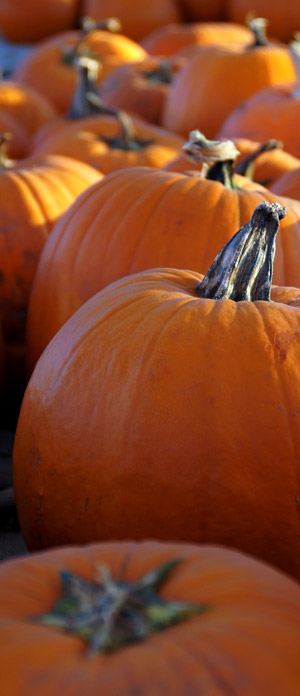 Pumpkin patch