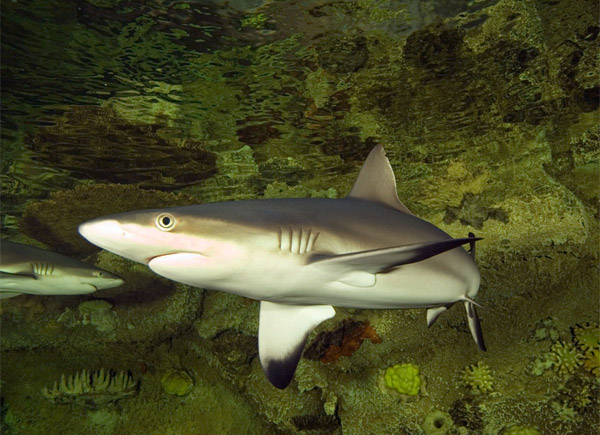 Shark reef in Las Vegas