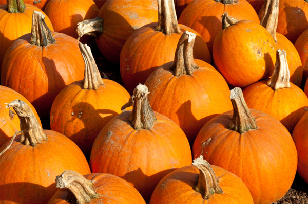 Pie Pumpkins Vs Carving Pumpkins