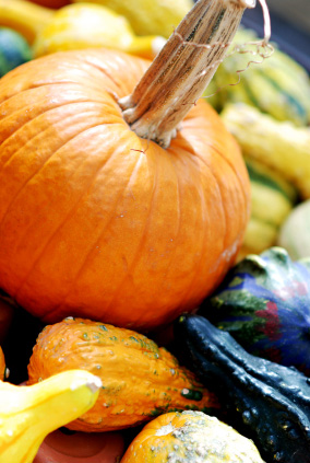 Variety of squashes
