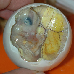 Balut