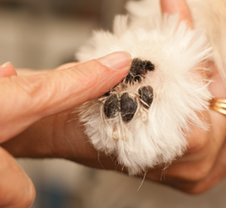 PETCO Posh Paws
