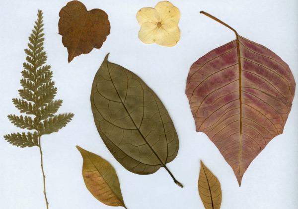 fall-decor-with-pressed-leaves