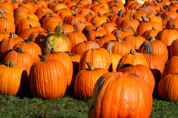 pumpkins