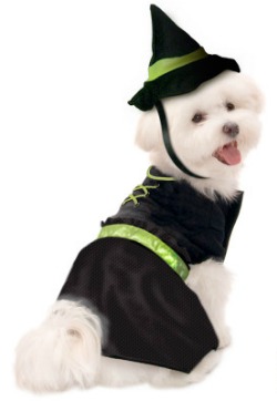 Witch Halloween dog costume