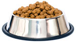 dog food bowl