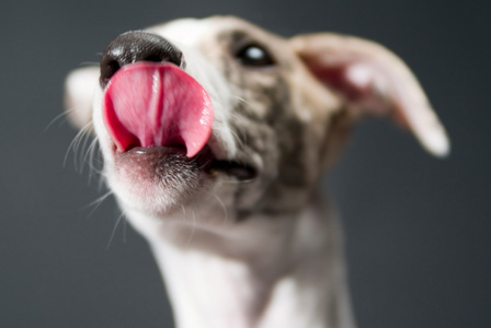 Happy and hungry whippet
