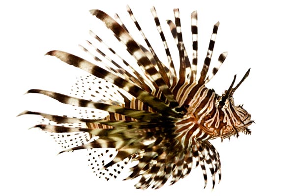 lionfish