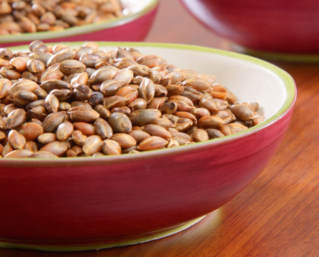 Bowl of organic barley