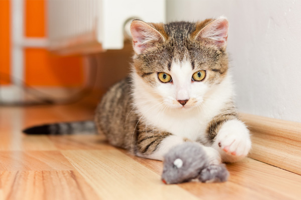 Cat playing with mouse toy
