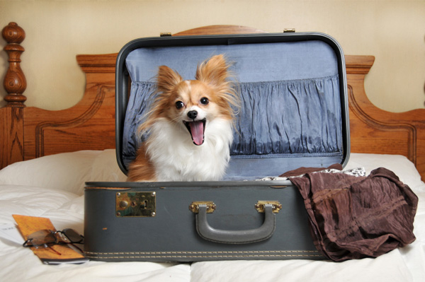 Dog in suitcase ready for vacation