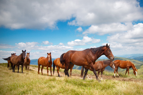 Horses in pasture