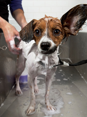 Unhappy dog at mobile groomer