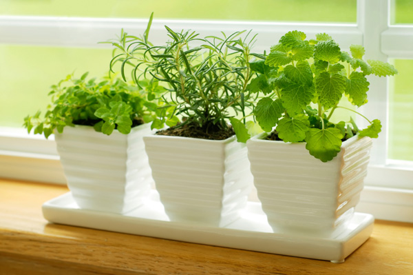 Window garden during the winter