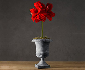 Red lion amaryllis bulb kit