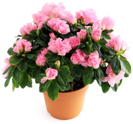 Azalea