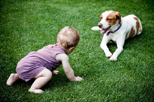 Baby crawling towards dog