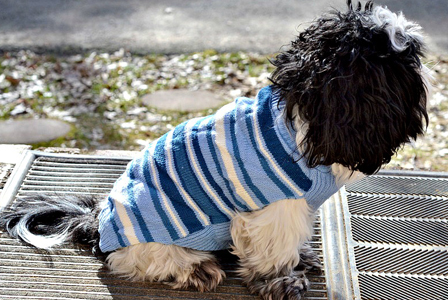 Dog wearing knit sweater