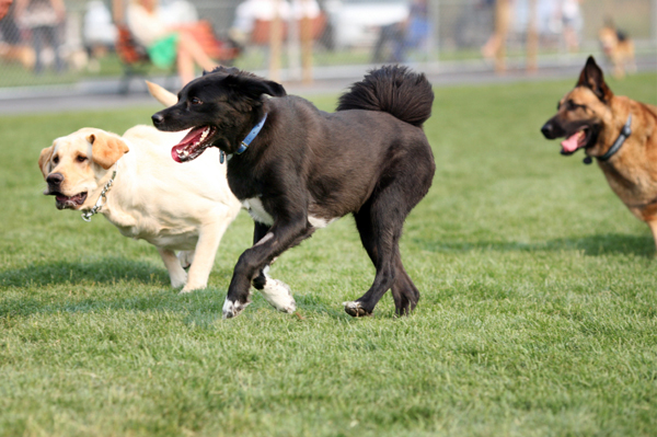 Dogs playing at dog park