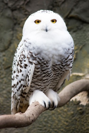 Harry Potter owl