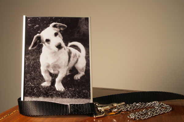 Memorial of pet dog