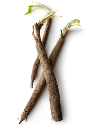salsify root