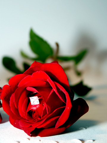 The Bachelor -- Rose and ring