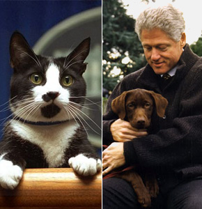 President:  Bill Clinton witth Socks and Buddy