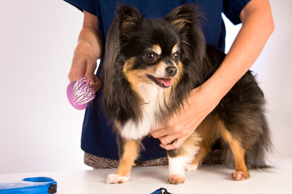 grooming a small dog