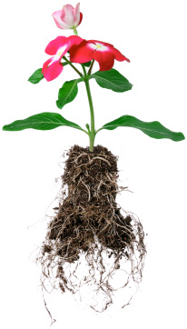 Plant with roots