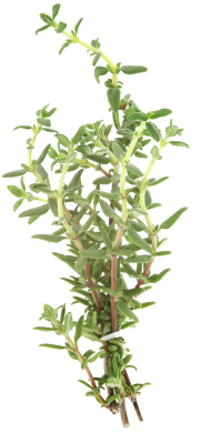 Thyme