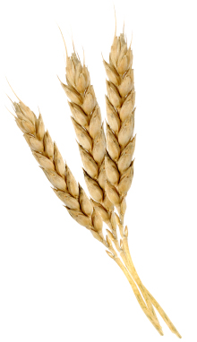 Wheat germ