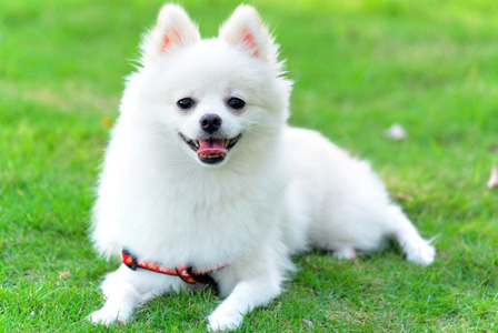 Meet the breed: Pomeranian