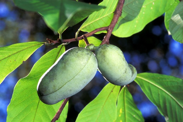 Paw paw tree