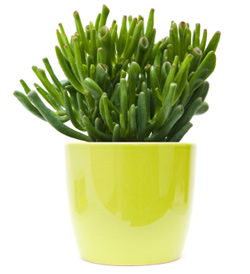 Newly transported plant