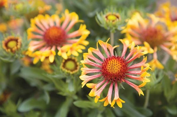 Summer flowers