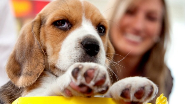 Woman with puppy