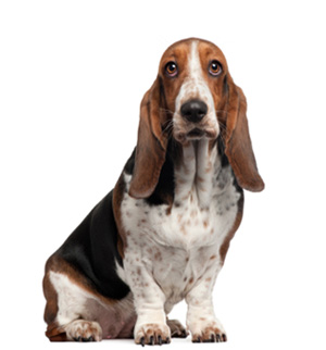 Basset Hound